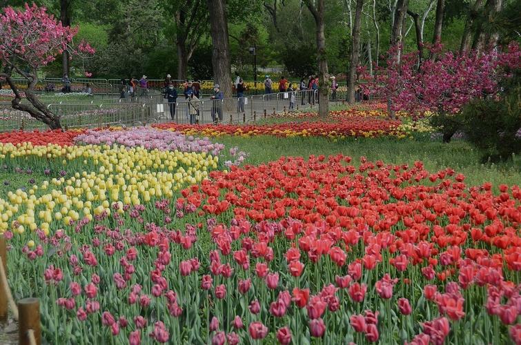 国家植物园郁金香美景