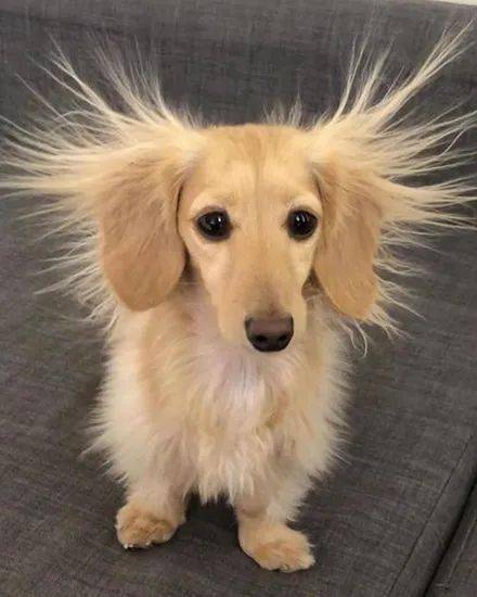 腊肠犬睡了一觉醒来秒变成了金毛狮王这模样笑喷了