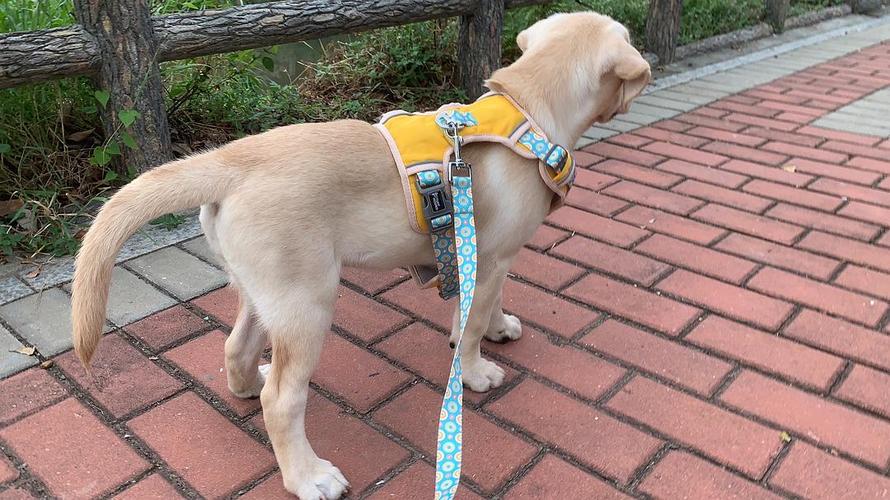 【讨论】我家狗子后腿走路外八,这是趴蹄嘛