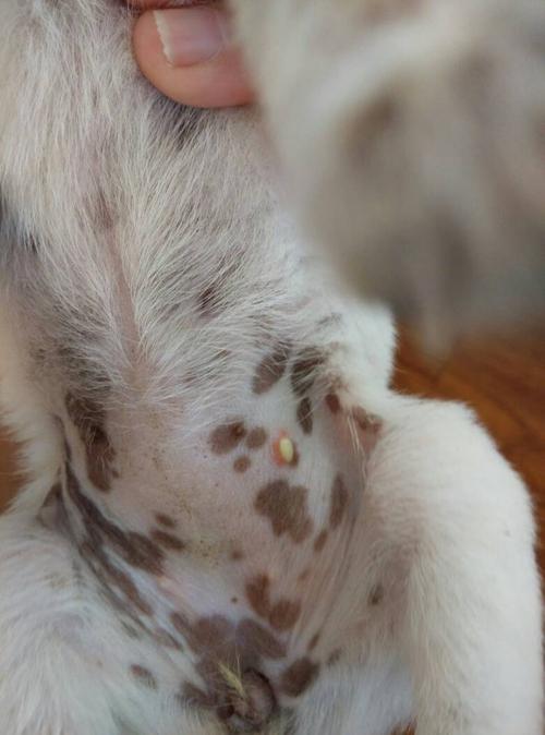 狗狗肚子上起了小黄色豆豆,是啥呀?在线等,很着急,是寄生虫什么的么?