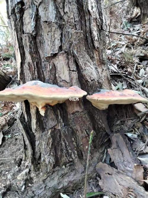 野生松树灵芝_灵芝_仁庆寺攻略_野生灵芝_医疗健康
