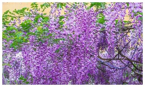 一种落叶藤花现成公园常见绿化树殊不知比洋槐花好吃