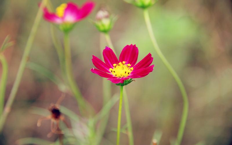 小花,植物,花朵,护眼,清新,风景小花壁纸图片