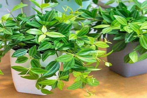 白脉椒草的养殖方法 白脉椒草的养殖注意事项