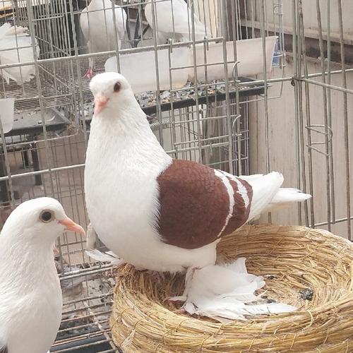 出售红光头彩背鸽子青年 光头彩背鸽一对多少钱 新疆彩背鸽子