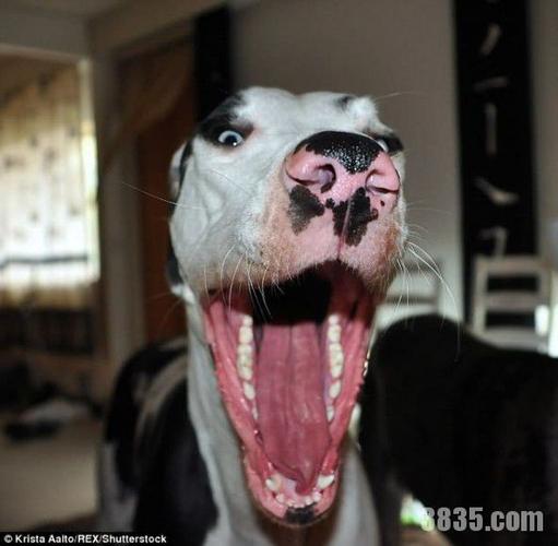 鬼脸大丹芬兰狗搞怪卖萌表情超夸张