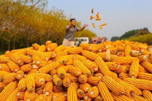 邹平韩店:玉米飘香丰收景 颗粒归仓秋收忙