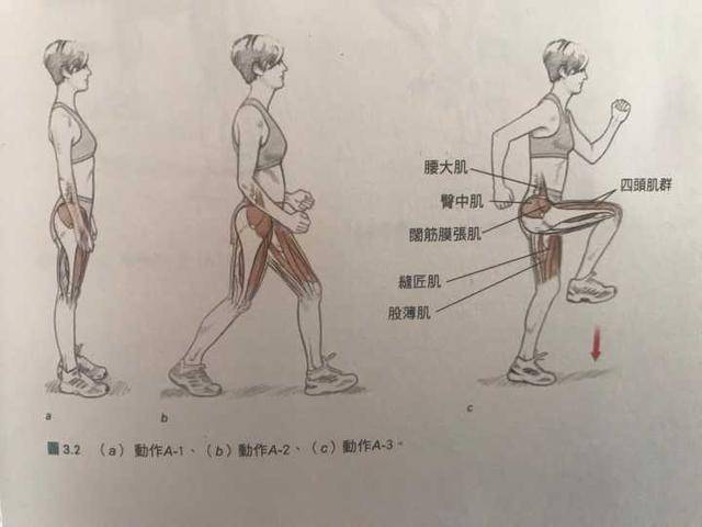 4,学会放松和拉伸 长距离慢跑中,屈髋肌群,伸髋肌群,伸膝肌群,屈膝肌