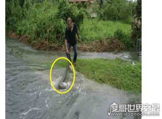 世界上最大的蚂蟥图片长达7米的暴君水蛭在亚马逊被发现