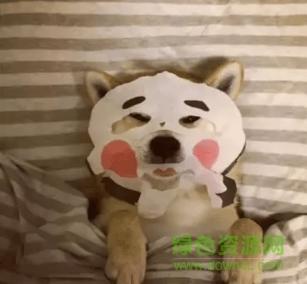 qq 表情 → 柴犬敷面膜动态图 柴犬系列表情大全 柴犬敷面膜动态表情