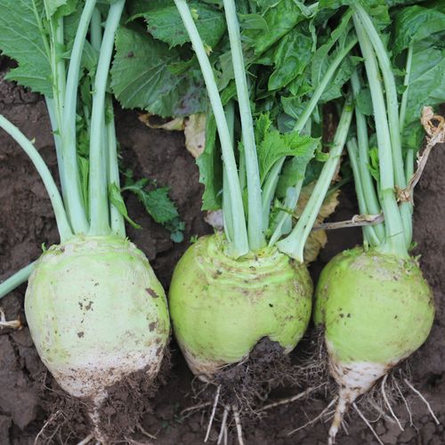 二道眉光头芥菜种子蔬菜孑辣疙瘩北方大芥菜籽咸菜大头菜榨菜种籽