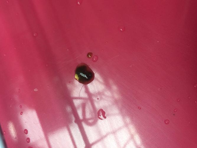 虎皮鹦鹉拉绿色带黄色的粪便并且拉稀,该怎么办?