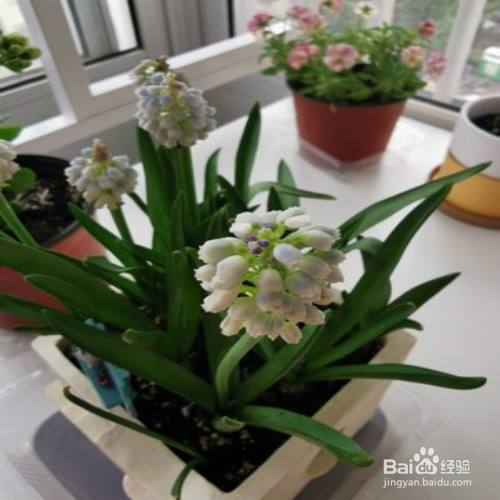 葡萄风信子开花后怎么处理