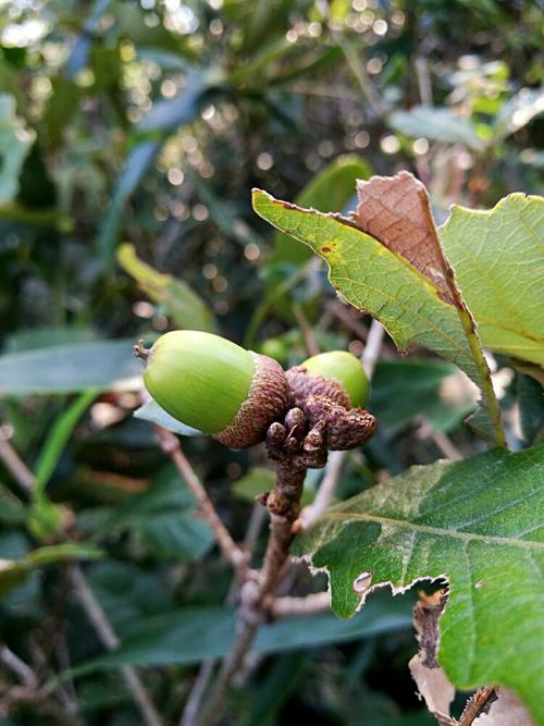 石栎,俗称择子.磨成粉可制豆腐,是夏天防暑降温的清凉食品.