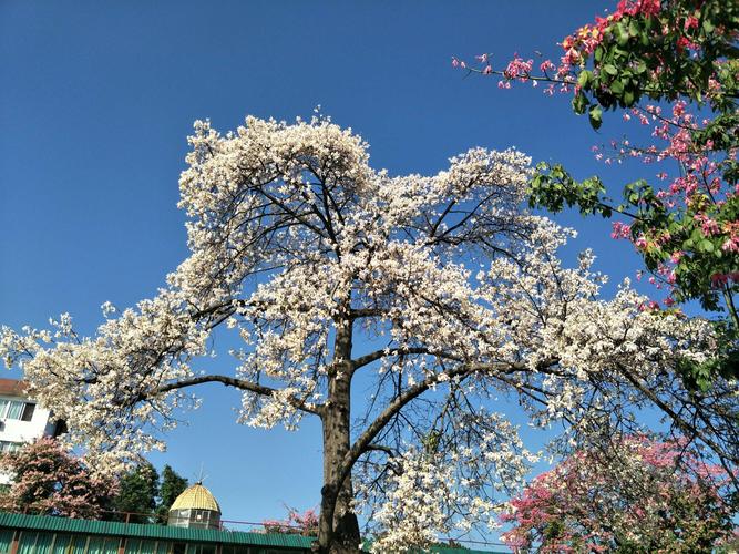盛开的白色异木棉
