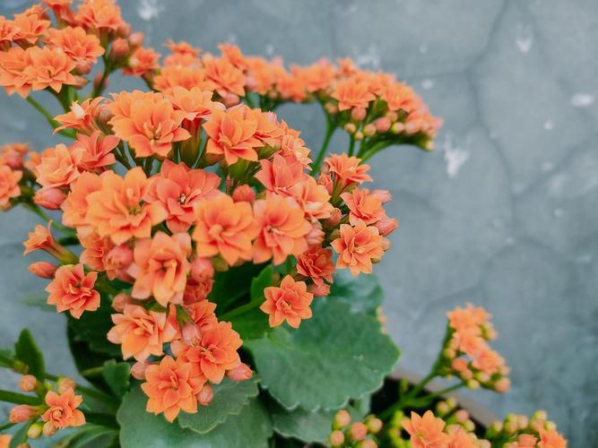 不同颜色的长寿花汇集