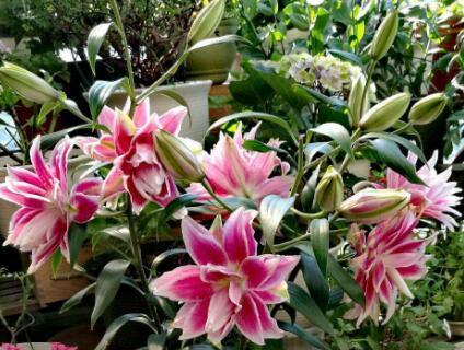 养百合花,"这样"做,年年都开花,且一年比一年开得多