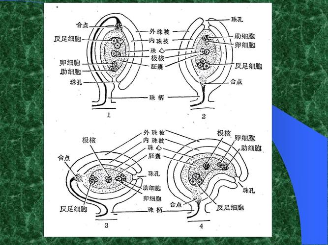 胚珠的发育和胚囊的形成过程