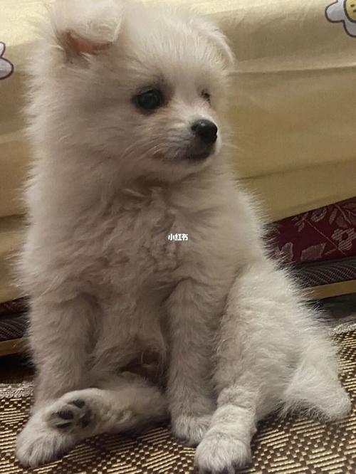 这是博美还是银狐?_博美_狗狗_宠物_狗_晒狗
