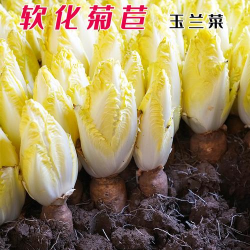 软化菊苣种子金玉兰菜种籽孑蔬菜根种四季菜种阳台盆栽农家蔬菜孑