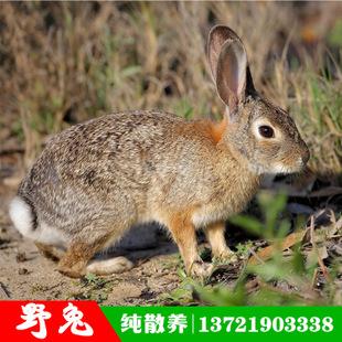肉兔价格 比利时纯野兔 正宗散养野兔 杂交野兔价格