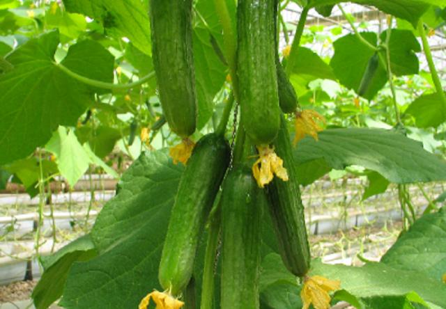 生黄瓜味道甘甜清脆,有些品种的黄瓜会有苦味,熟的味道无法形容 5.