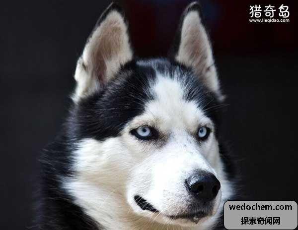 1990年哈士奇恐怖照片,看到的人都受到了诅咒