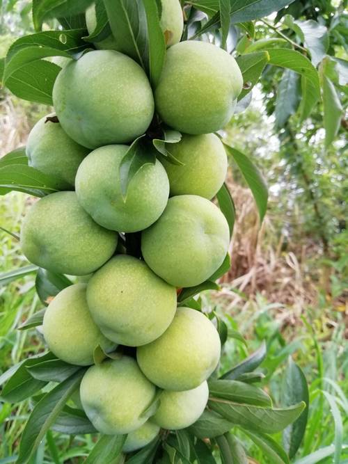 青脆李的种植管理方法