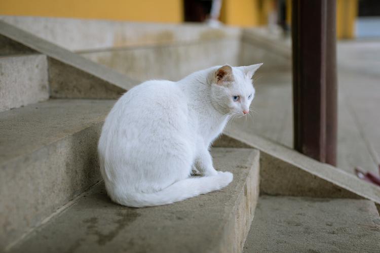 西园寺的猫咪们
