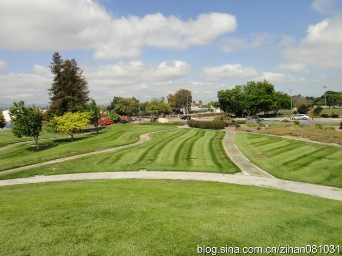 缓坡草坪形成俯瞰玫瑰园和仰视飞机的好去处,没有种植任何大树