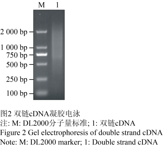 双链cdna凝胶电泳