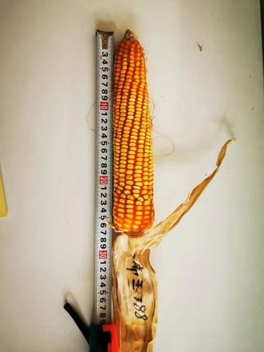 大爱种业玉米品种合集