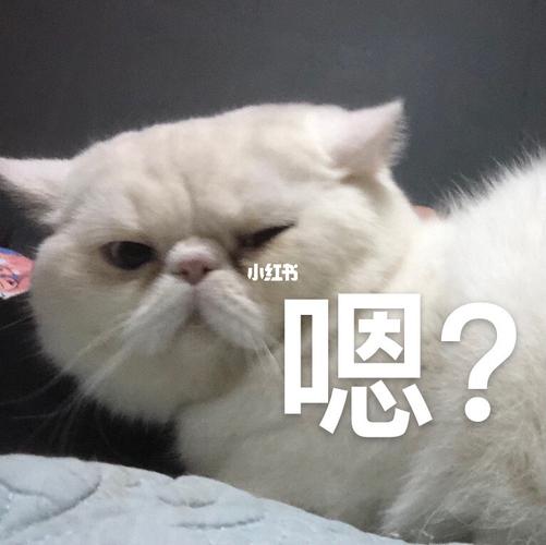 震惊!加菲猫变表情包了!