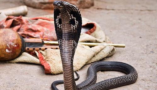 原创帝皇眼镜蛇王有多恐怖?能隔空喷射毒液,最远可达4米