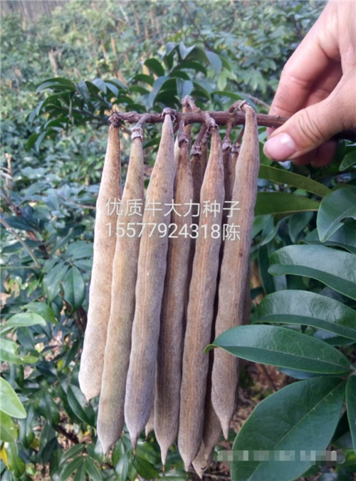 优质牛大力种子