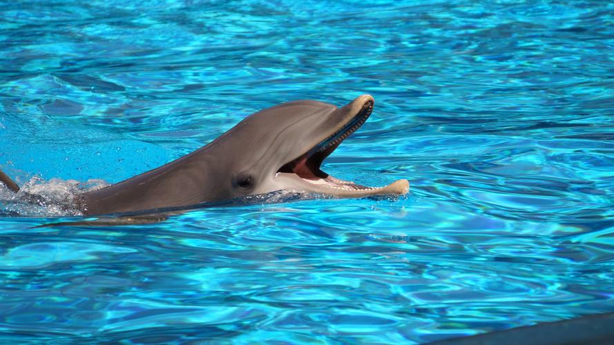 海洋动物海豚图片大全-动物壁纸-高清动物图片-第9图