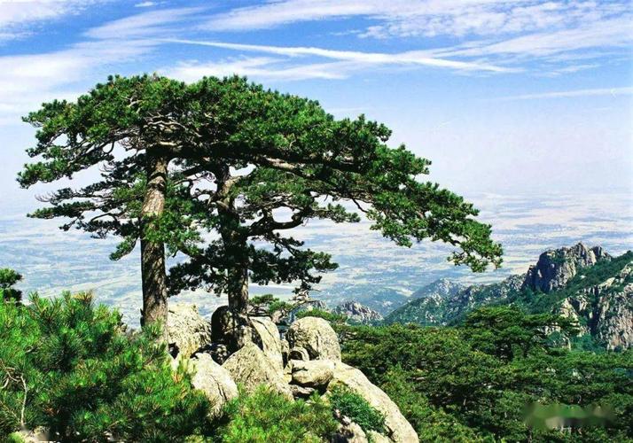 玉泉寺千年古紫藤名"花"有主,古树认养开启泰山古树名木保护新模式