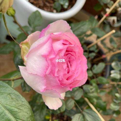 墙推月季品种:伊芙魂之香水_月季_香水_莲花_搬家_新手_家居家装_家居