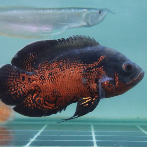 花猪鱼好养耐活猪仔鱼宠物鱼淡水地图鱼苗大型热带鱼凶猛观赏鱼黑 - u