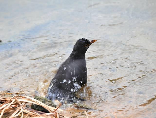 野外观鸟——乌鸫洗澡