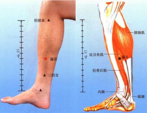 肩背部穴位 上肢部穴位 下肢穴位 下肢及足部穴位脚部反射区