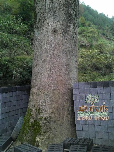 金丝楠木树长什么样?有图吗?