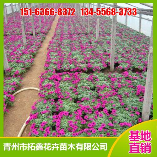 垂吊牵牛 垂吊牵牛价格 垂吊牵牛种植基地 垂吊牵牛批发 拓鑫花卉苗木
