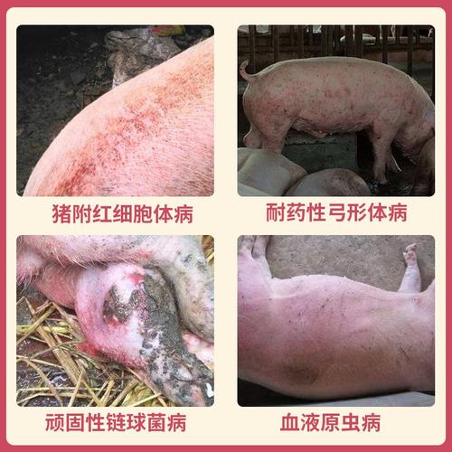 【汇多利】 血虫净 500g/袋 猪附红细胞体病 耐药性弓形体病