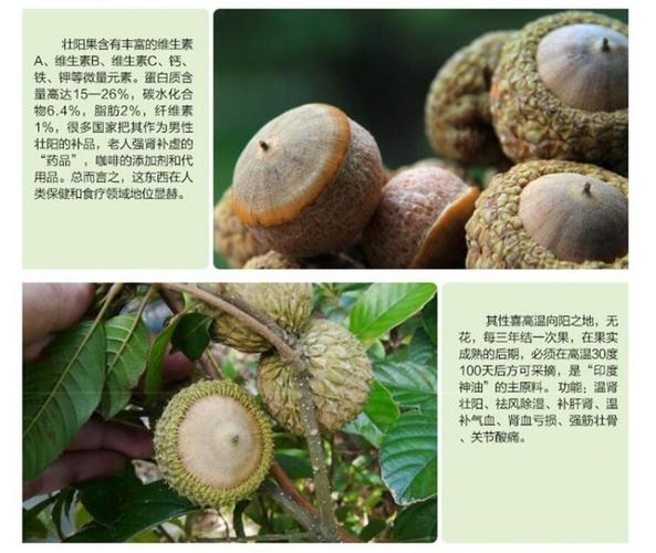 【风流果】植物原药材 风流果 金龟子泡酒料 掉藤果