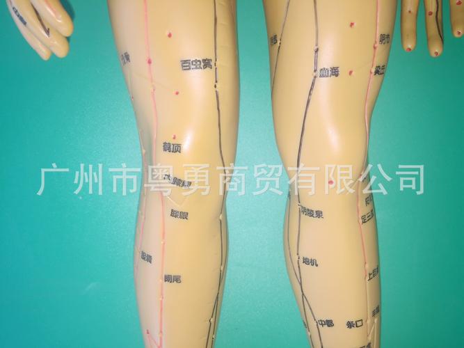 中医针灸穴位图中医针灸穴位图人体模型50cm男女模型清晰经络小人