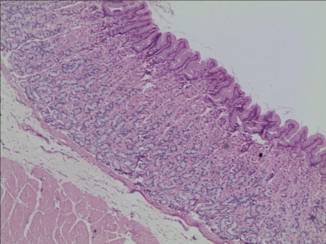 临床医学 组培实验作业答案  肠腺 固有膜 内环肌 肌层 狗 十二指肠