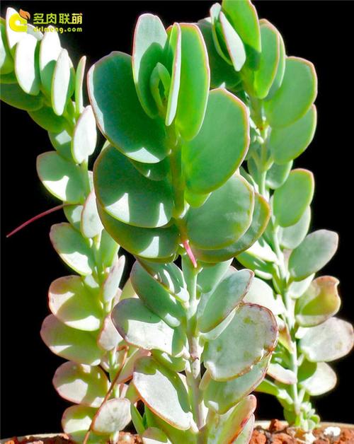 花开华丽的白姬之舞 - 图鉴 - 多肉天堂