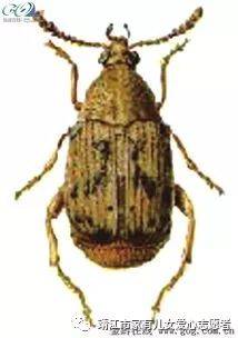 【非常语文】《昆虫记》伴读3