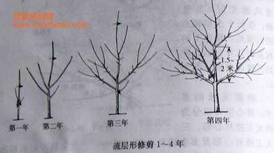 核桃树的修剪图解图片